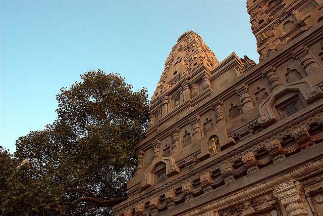 Bodhi Tree