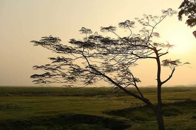 kaziranga-national-park