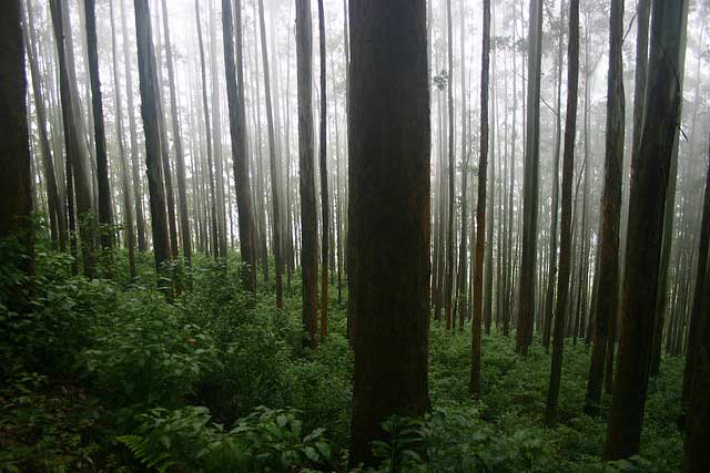 Ooty