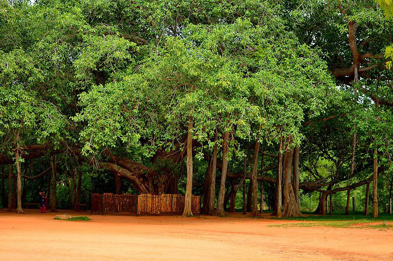 Auroville Banyan Tree