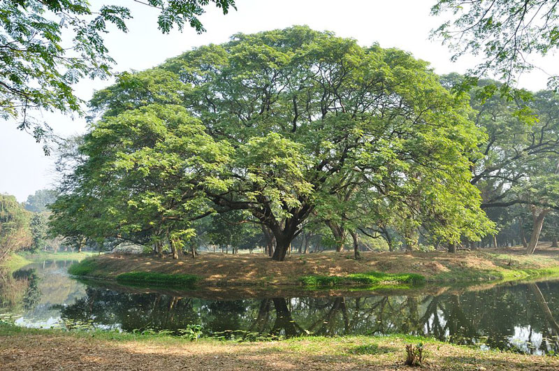 Acharya Jagdish Chandra Bose Botanic Garden