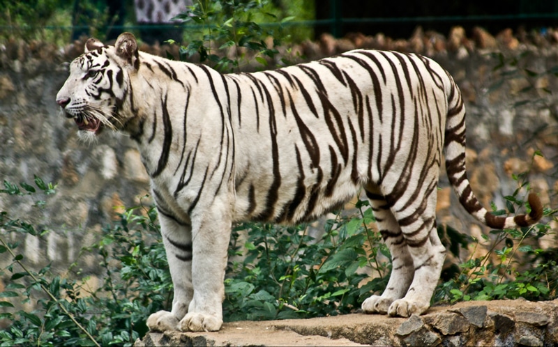 Arignar Anna Zoological Park