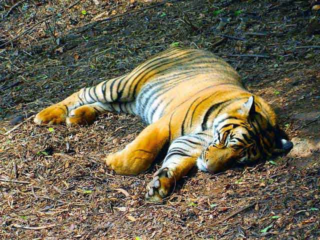 assam-state-zoo-and-botanical-garden