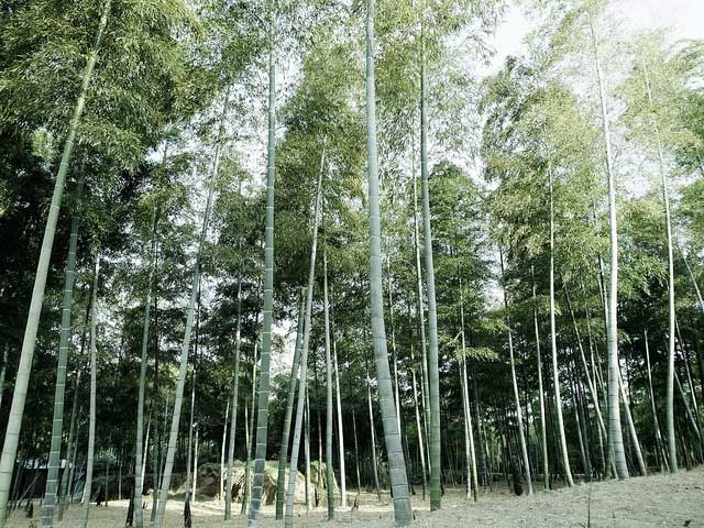bamboo-grove