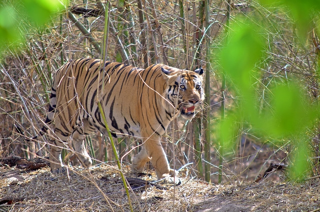 bandhavgarh-national-park1