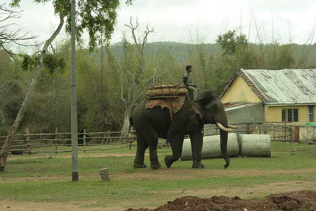 bandipur-national-park