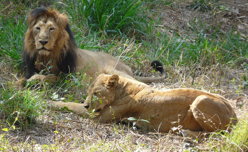 Bannerghatta National Park