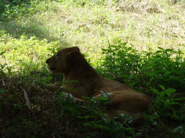 bannerghatta-national-park