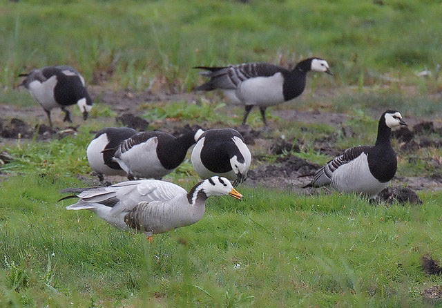 bar-headed-goose