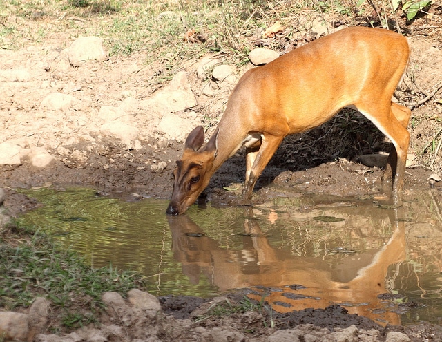 barking-deer