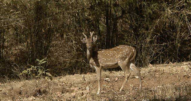 bhandavgarh-national-park