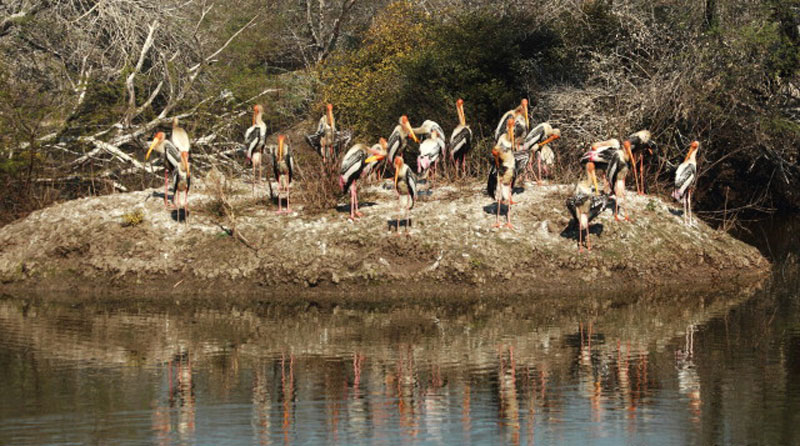 Bharatpur Bird Sanctuary