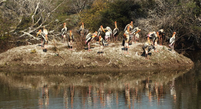 Bharatpur Sanctuary