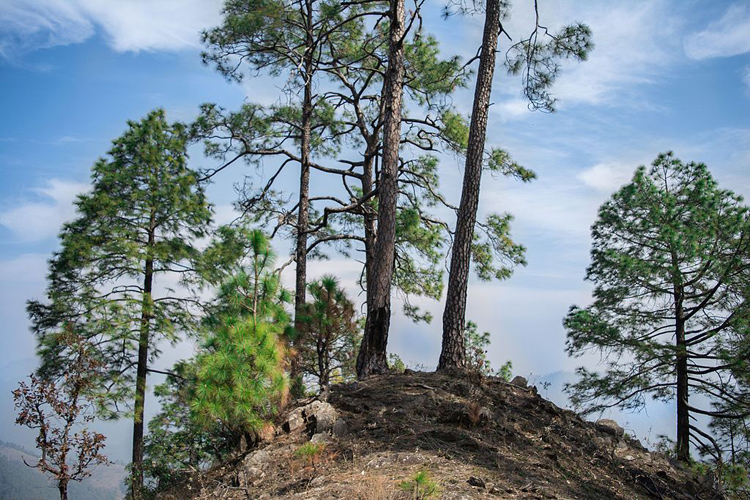 Binsar Wildlife Sanctuary