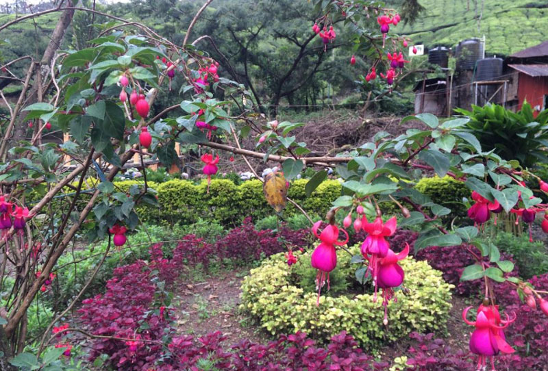 Blossom Park Munnar