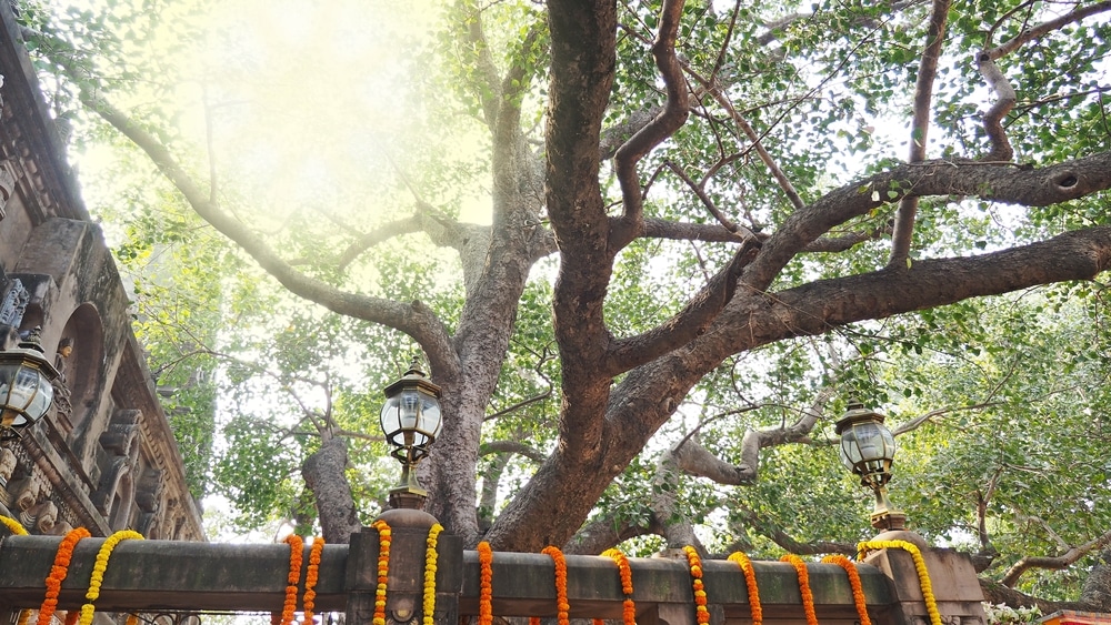 Bodhi Tree