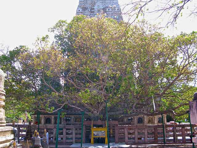 bodhi-tree-bodhgaya