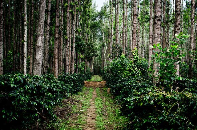 chikmagalur5