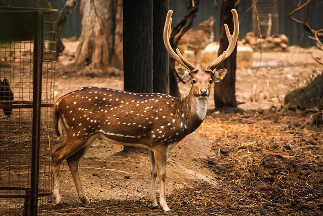 chital