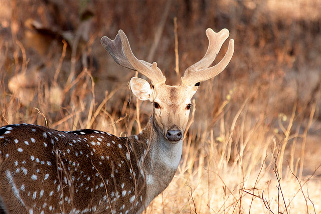 chital1