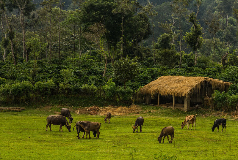 Coorg