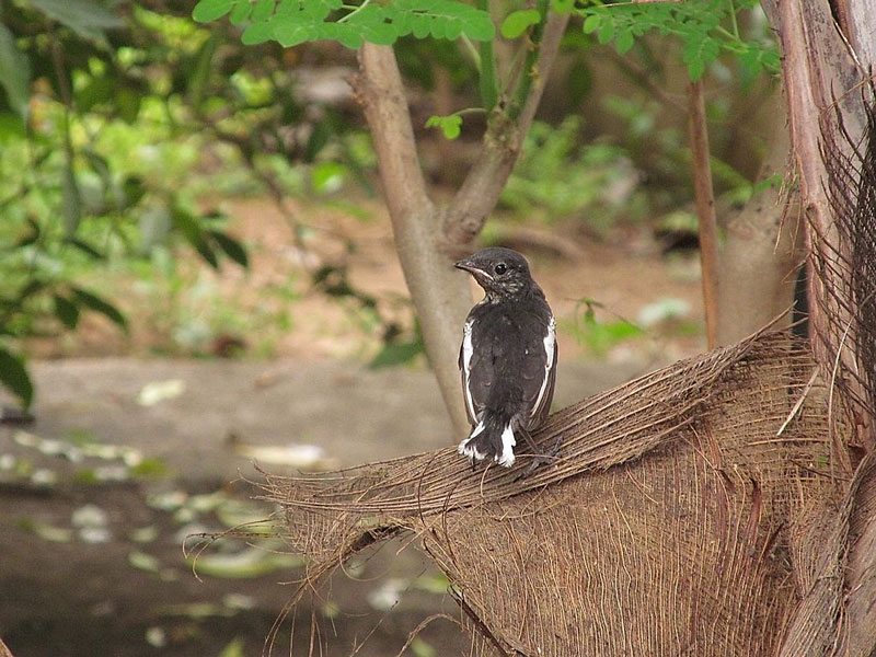 Dadar and Nagar Haveli Wild Life Sanctuary