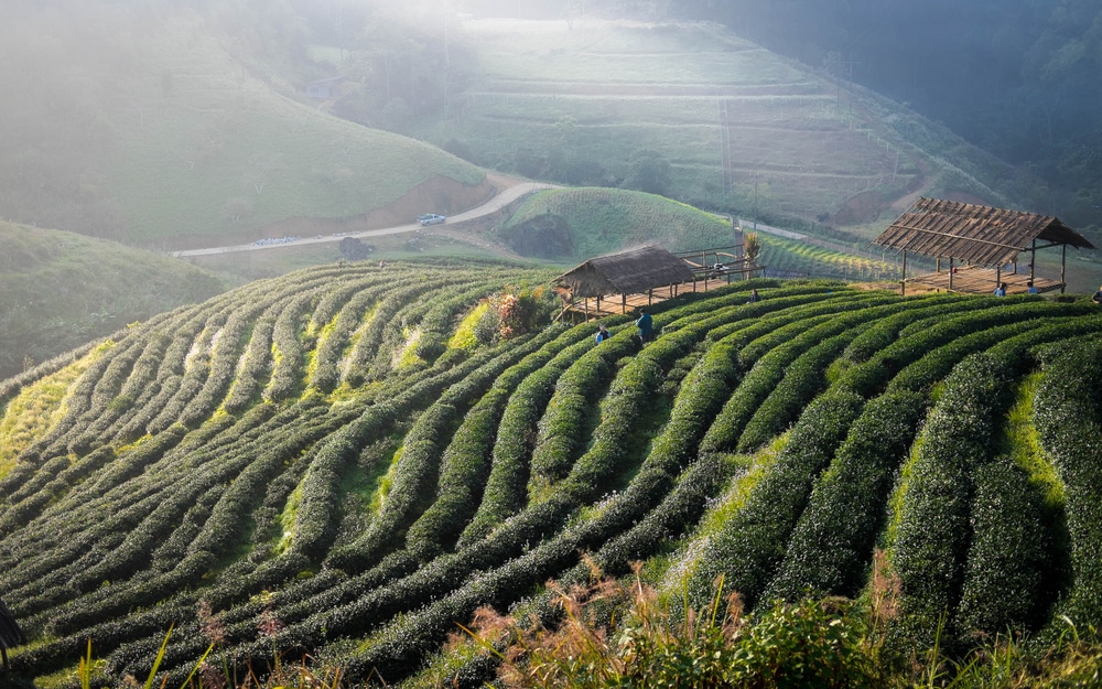 Darjeeling