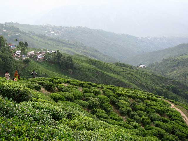 darjeeling1