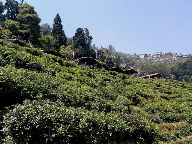 darjeeling7