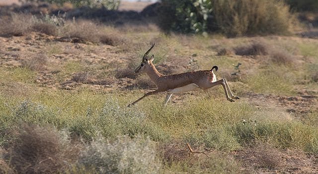 desert-national-park2