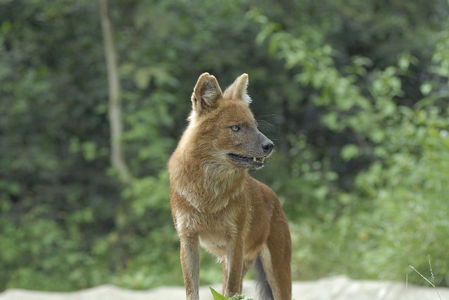 dhole