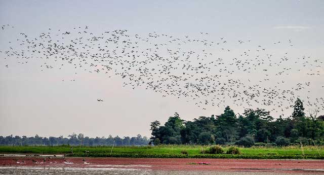 dibru-saikhowa-national-park4