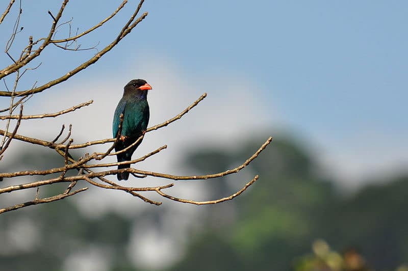 Dollarbird in Middle Andamans