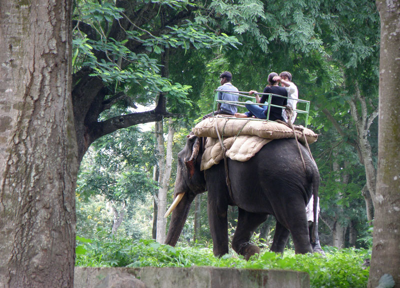 Dubare Elephant Camp Coorg