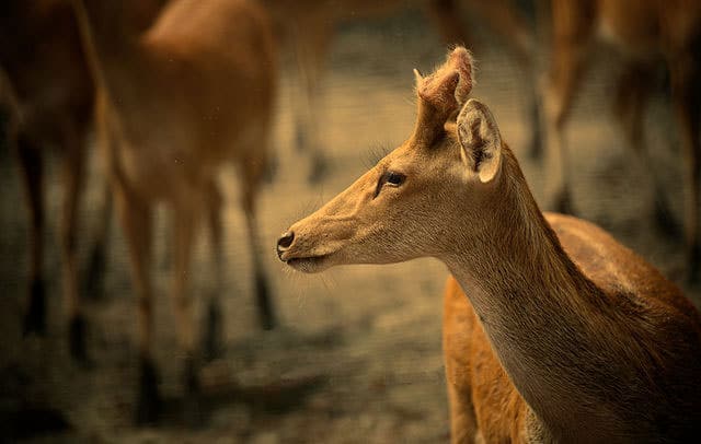 dudhwa-national-park1