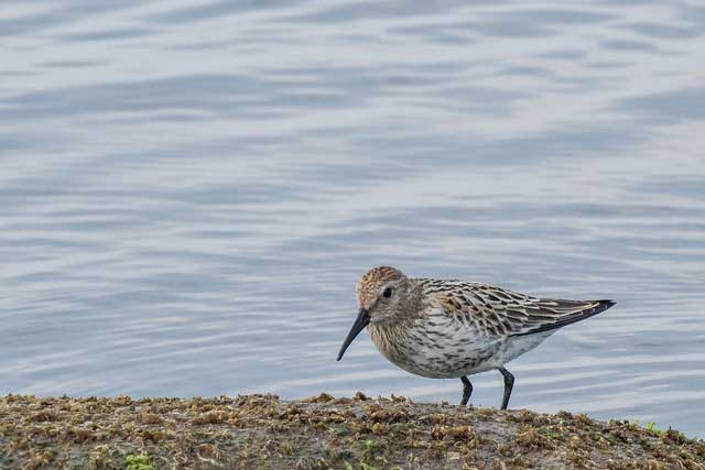 dunlin