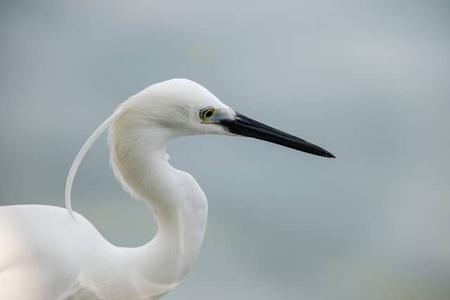 egret