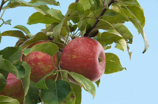 fruit-orchards