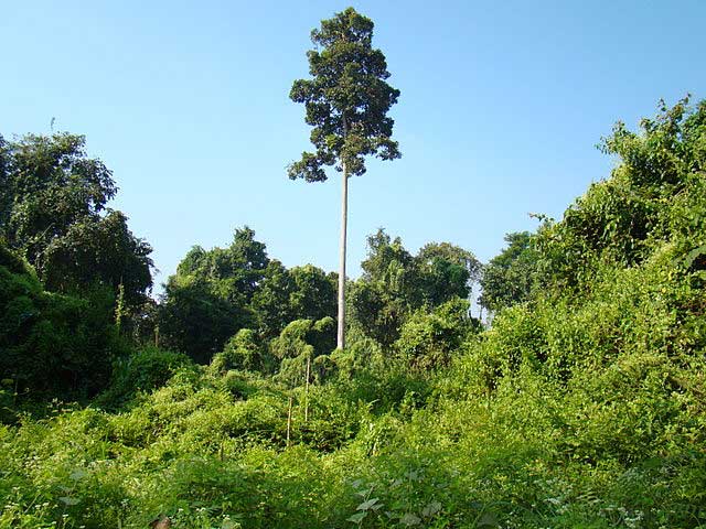 gibbon-wildlife-sanctuary