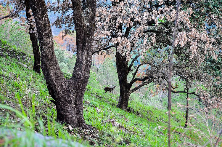 Gilbert Nature Trail