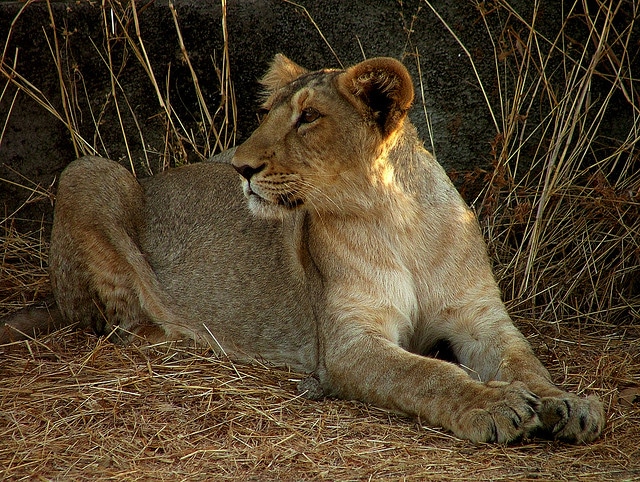 gir-forest-national-ark