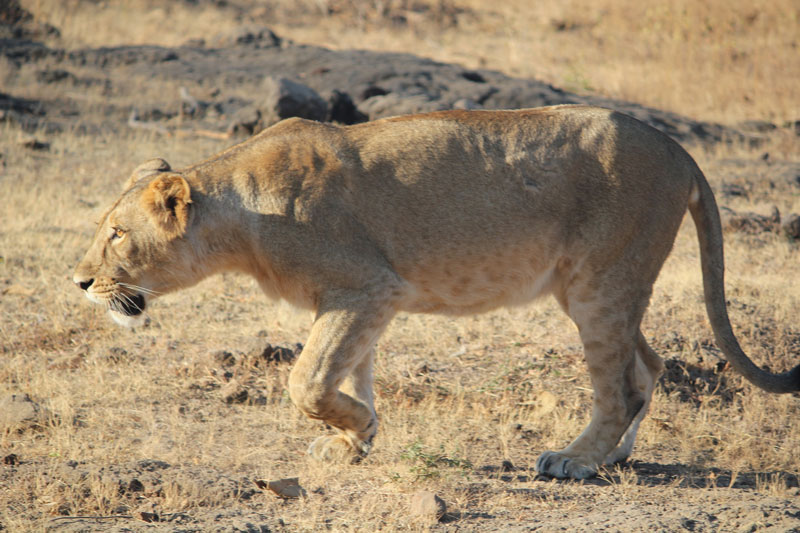 Gir National Park