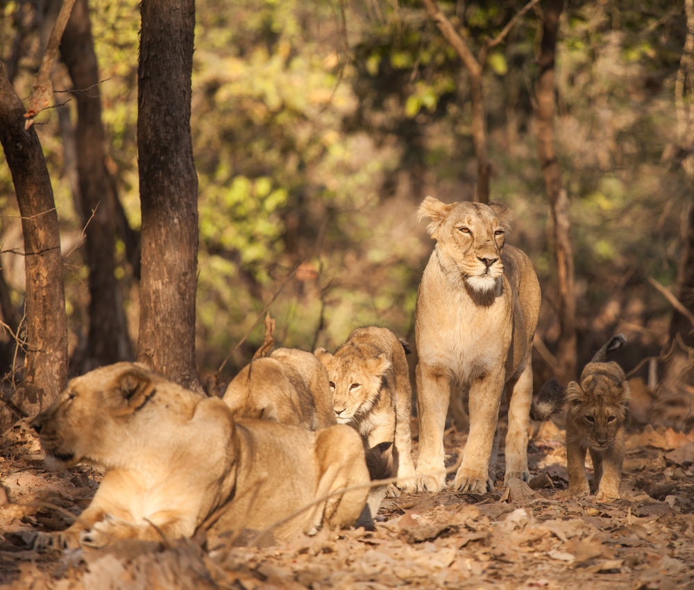 Gir National Park, Junagarh