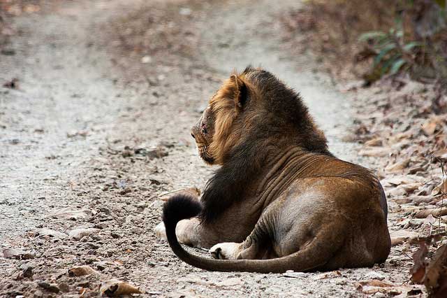 gir-national-park