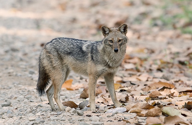 golden-jackal