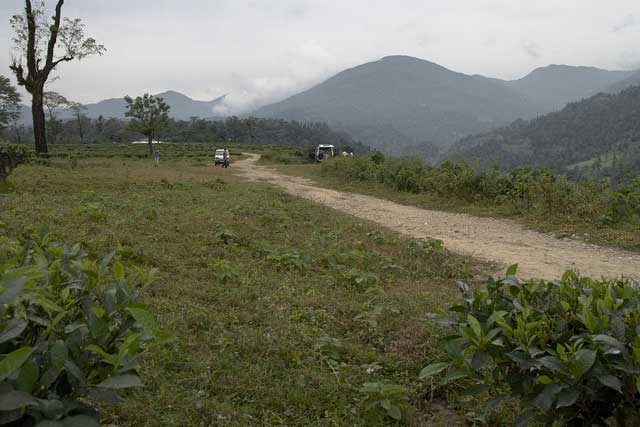 gorumara-national-park