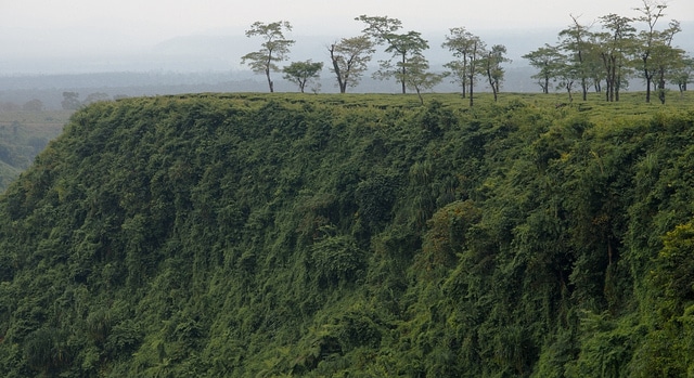 gorumara-national-park1