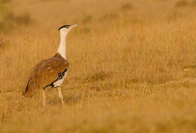 great-indian-bustardsanctuary