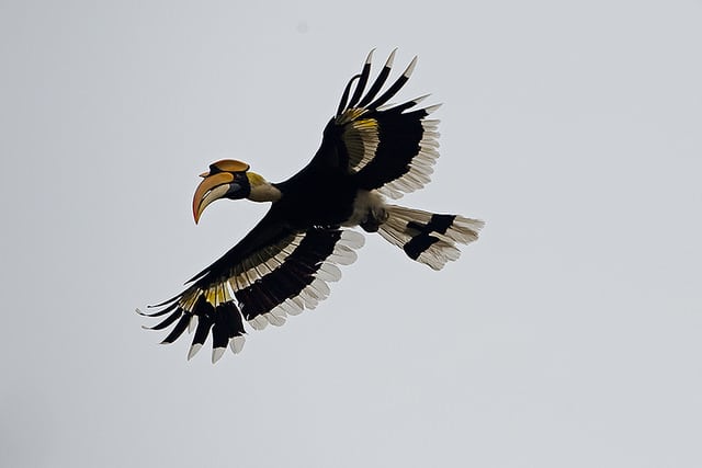 great-pied-hornbill