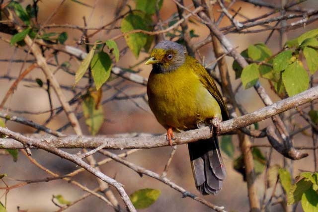 grey-headed-bulbul